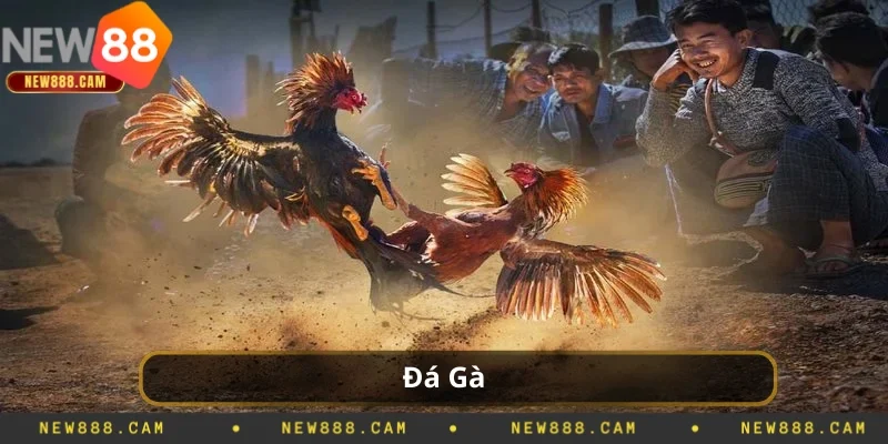 Đá Gà